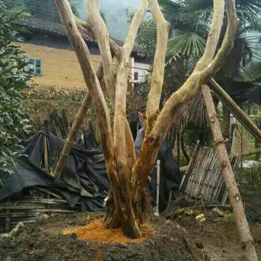 奇异苗木合作社，紫薇树桩