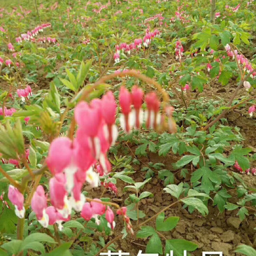 菏泽牡丹荷包牡丹盆栽地栽耐寒花卉