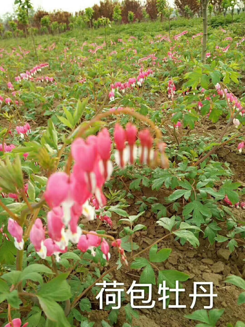 菏泽牡丹荷包牡丹盆栽地栽耐寒花卉
