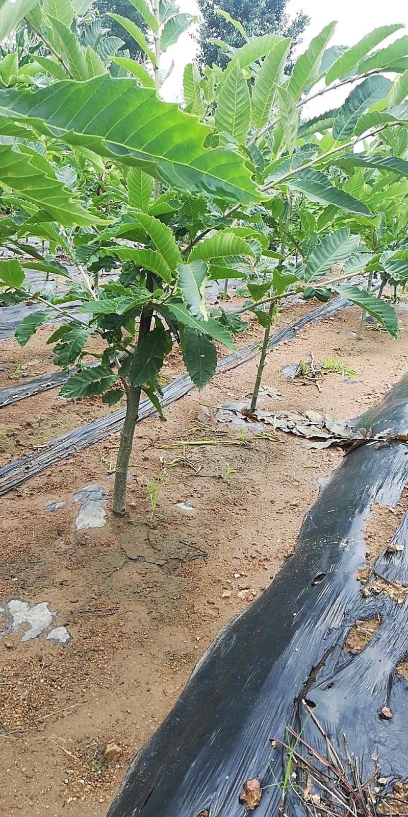 河北板栗树2-3公分带土球发货