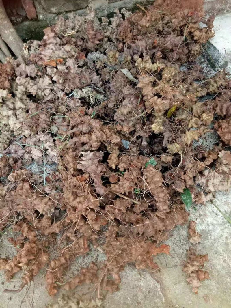 金刚刺金刚头菝葜