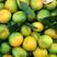 早熟蜜橘苗，优质早柑品种，苗木青秀，根系发达