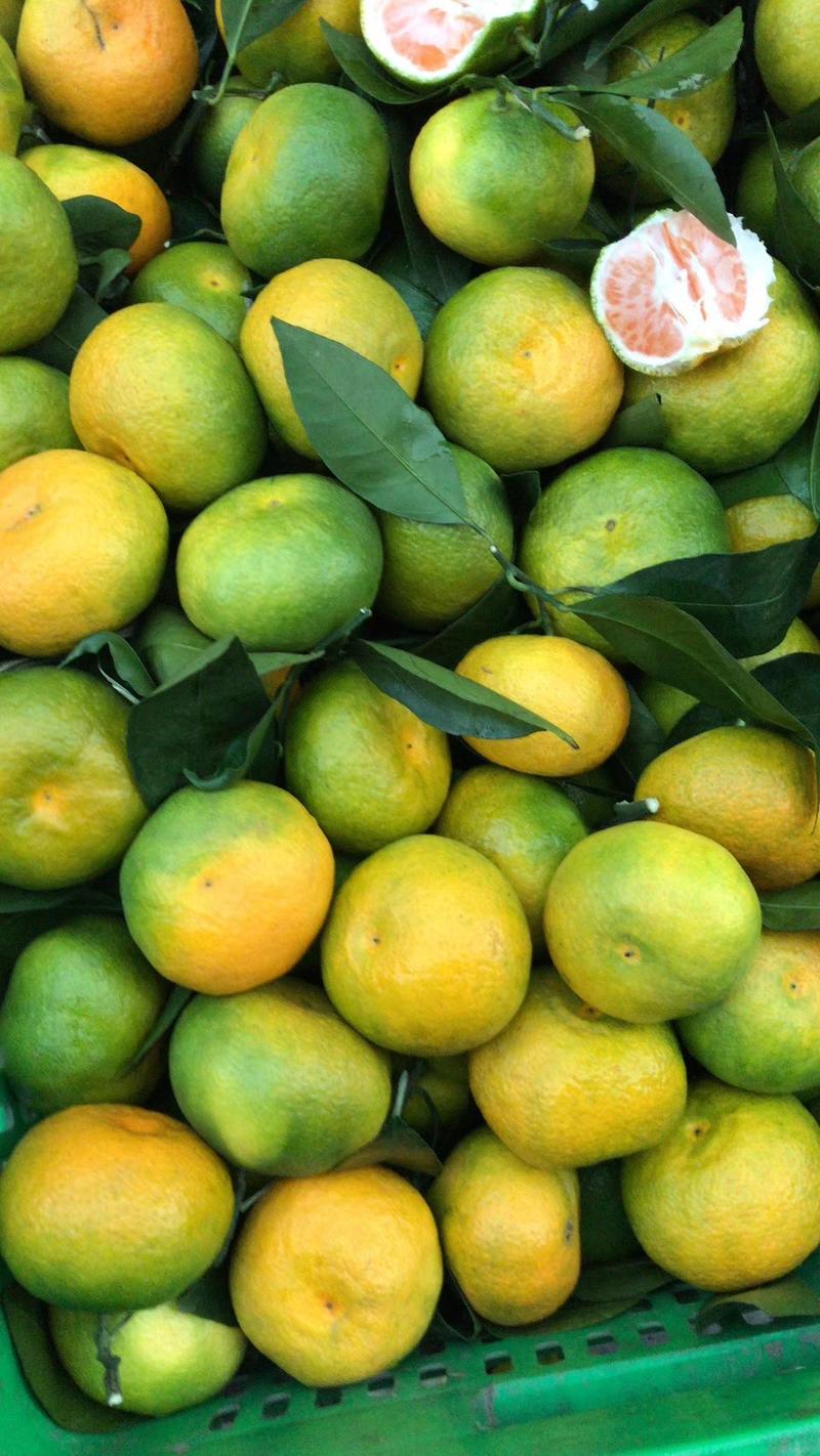早熟蜜橘苗，优质早柑品种，苗木青秀，根系发达