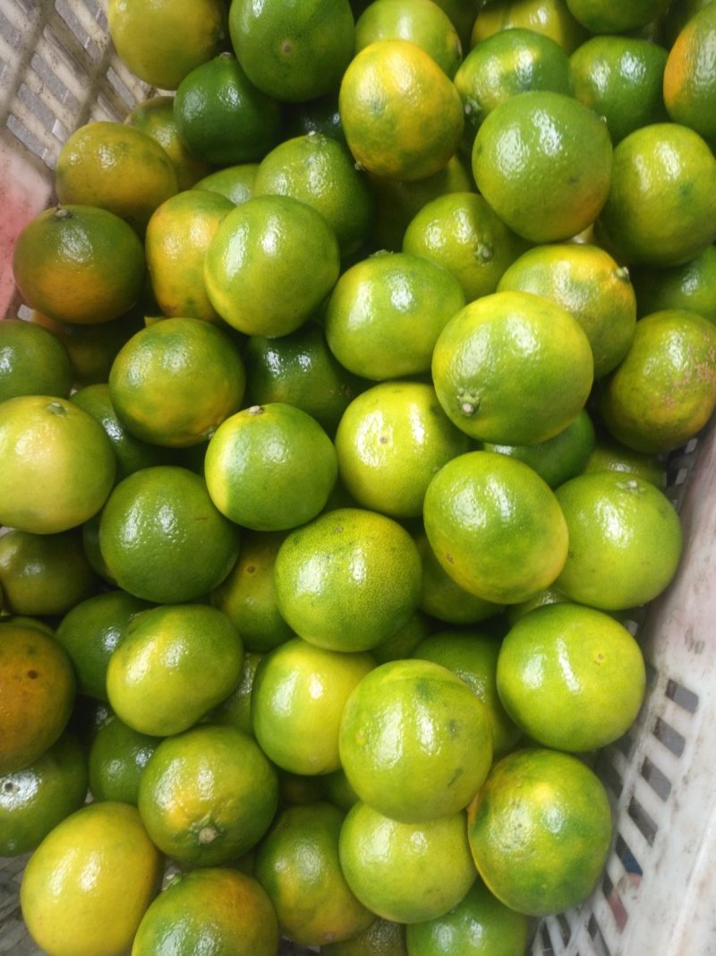 新品蜜橘，合作社直供无代办费，优质货源，优质服务