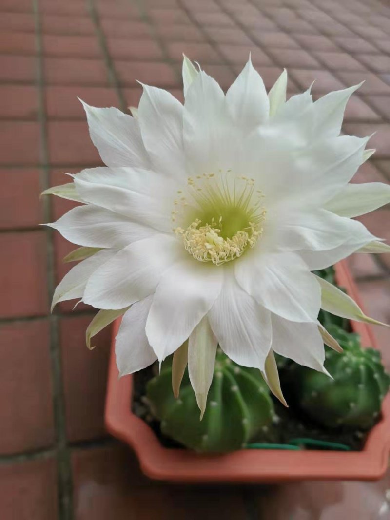 绿化苗木盆花草花