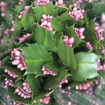 绿化苗木盆花草花