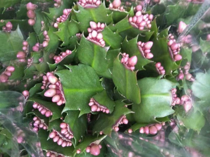 绿化苗木盆花草花