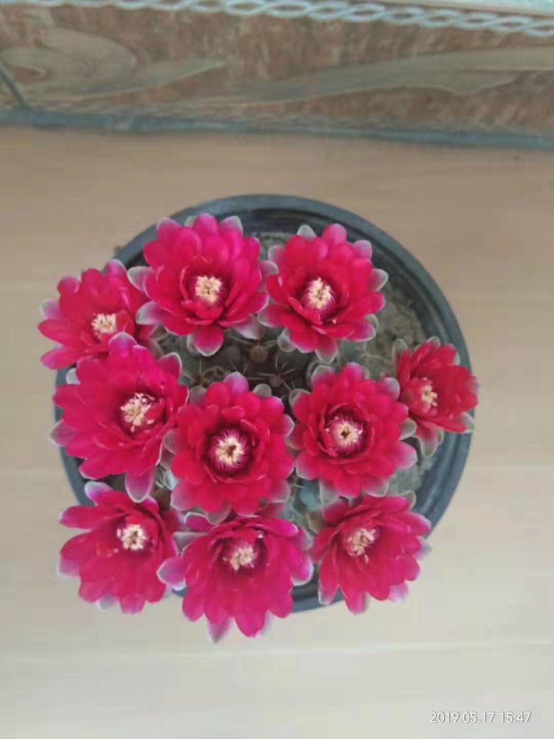 绿化苗木盆花草花
