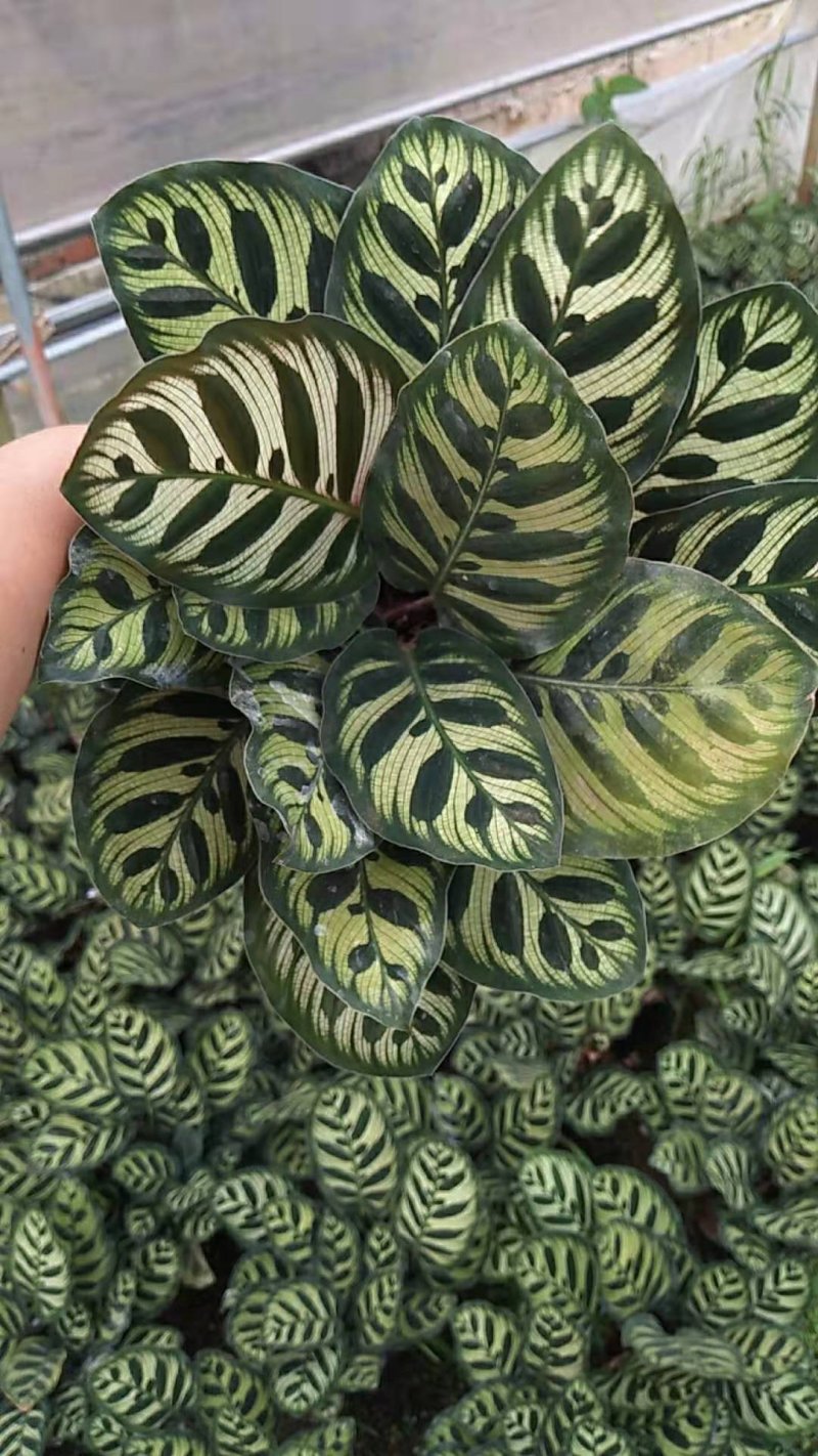 绿化苗木盆花草花