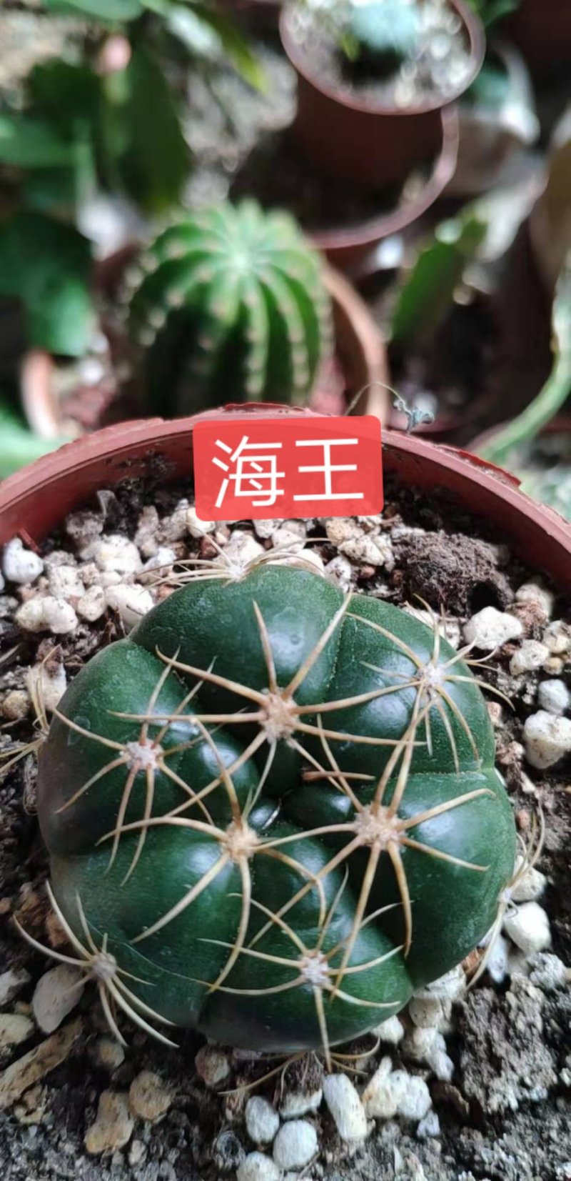 绿化苗木盆花草花