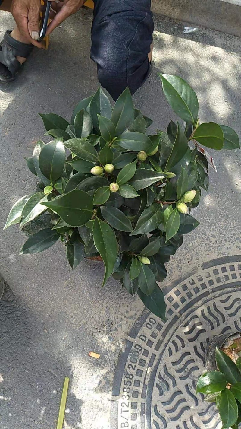 绿化苗木盆花草花