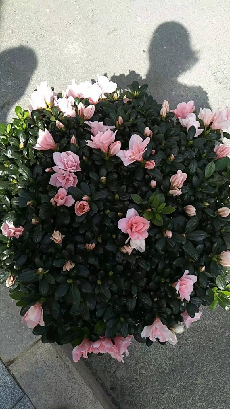 绿化苗木盆花草花