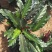 绿化苗木盆花草花