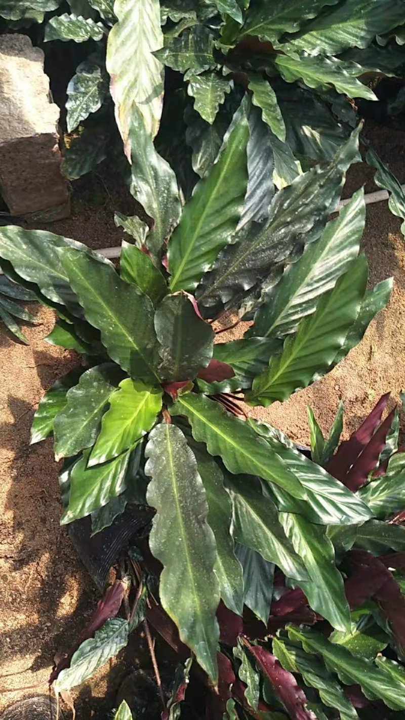 绿化苗木盆花草花