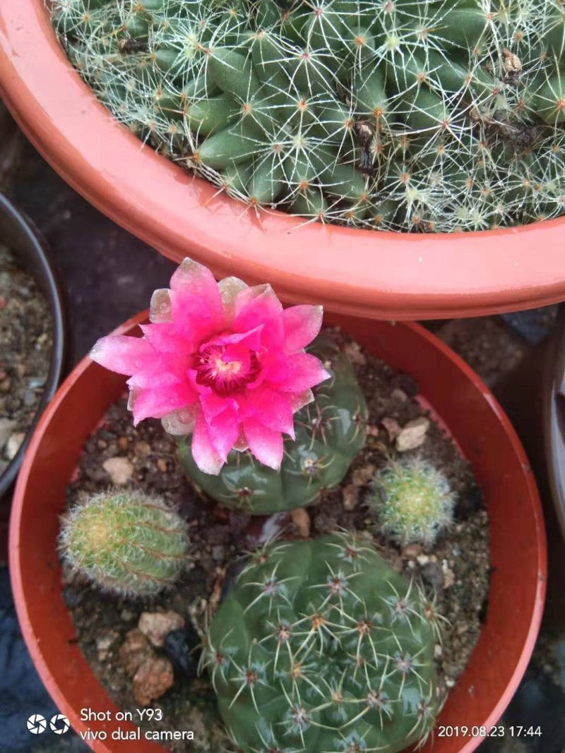 绿化苗木盆花草花