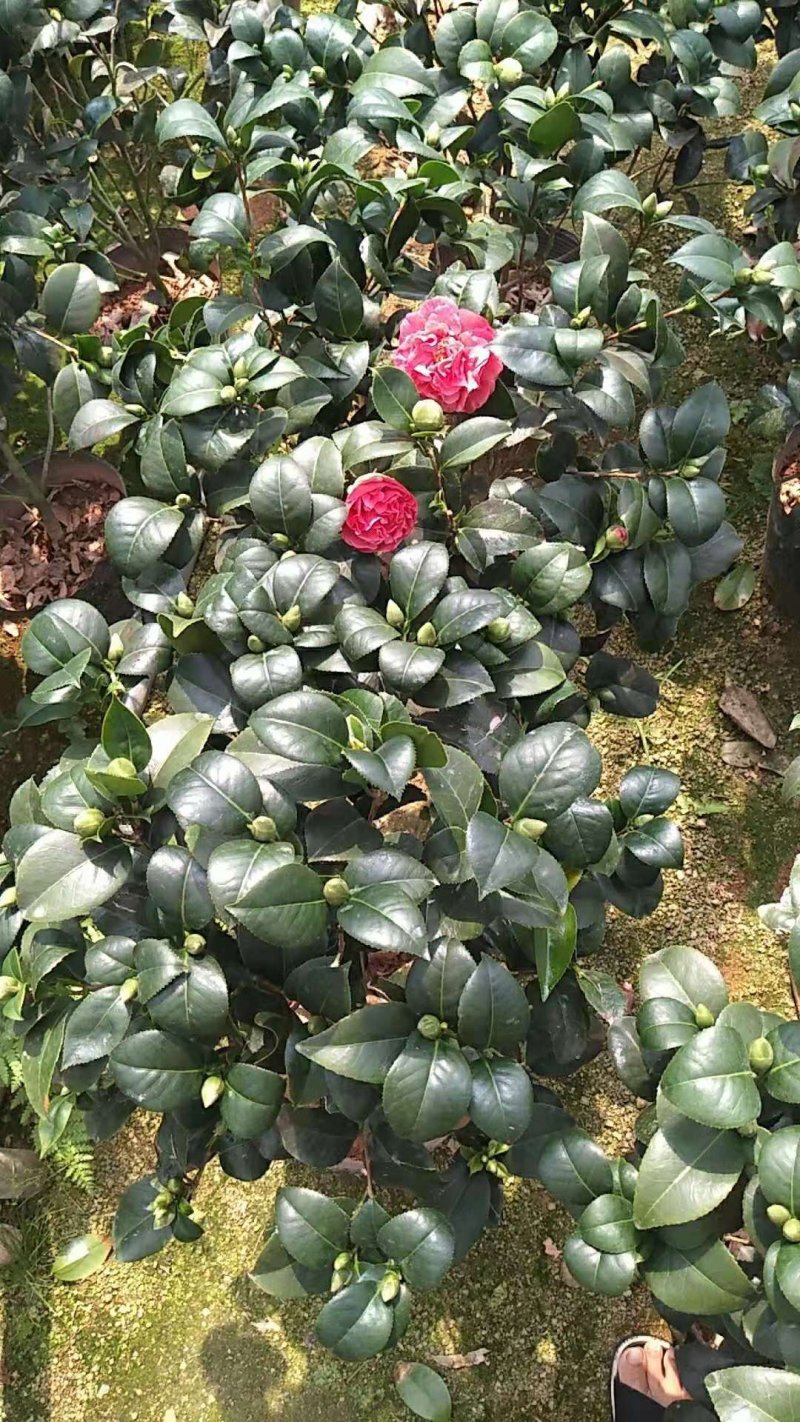 绿化苗木盆花草花