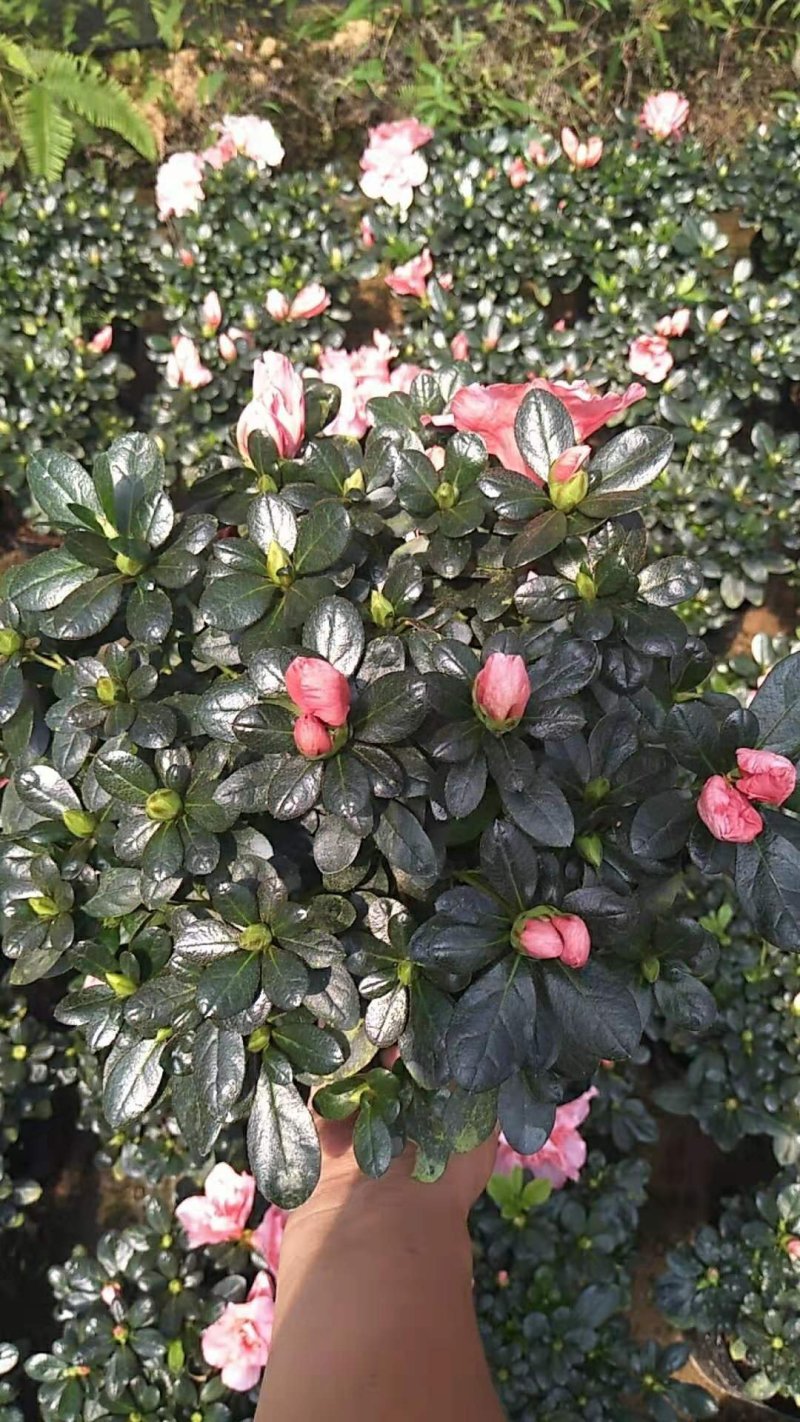 绿化苗木盆花草花