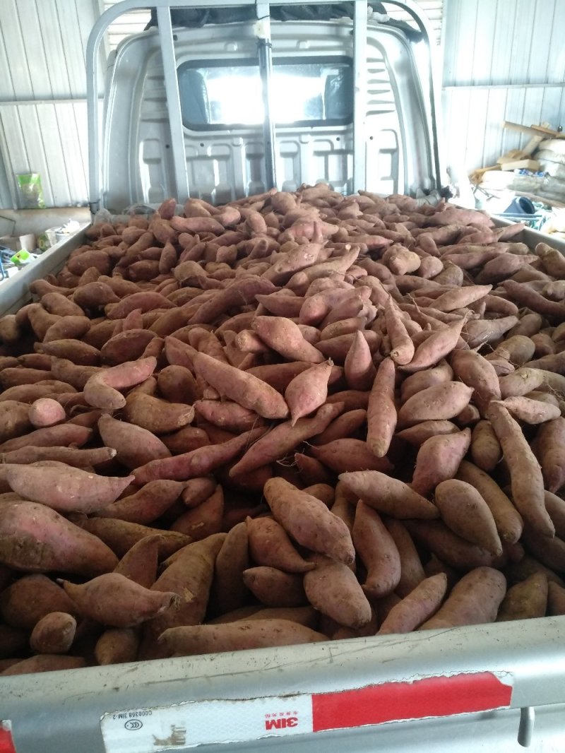福良山西瓜红红薯红心红薯地瓜绿色食品