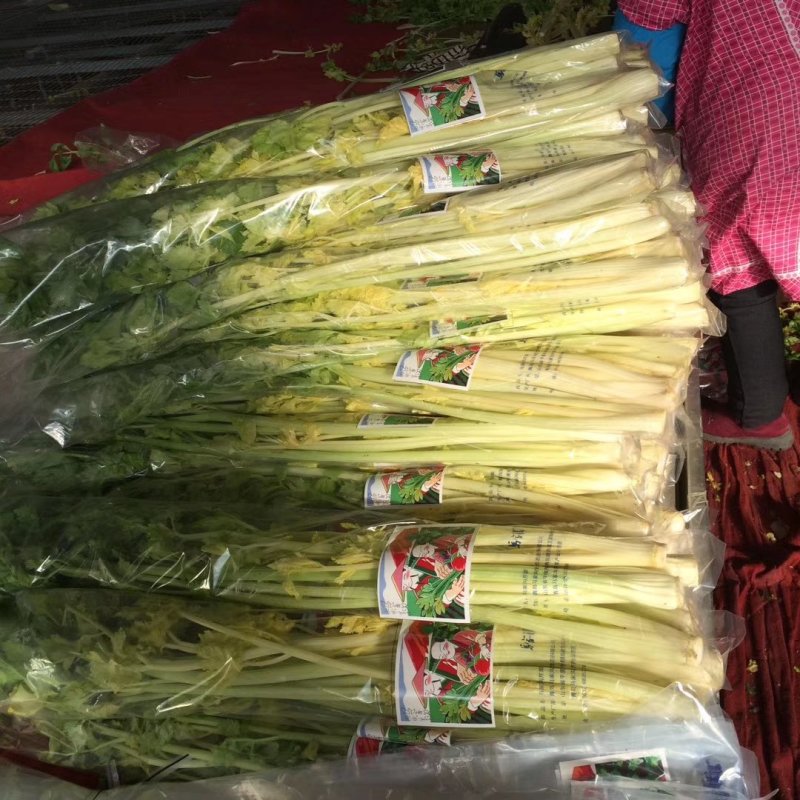 马家沟牌芹菜