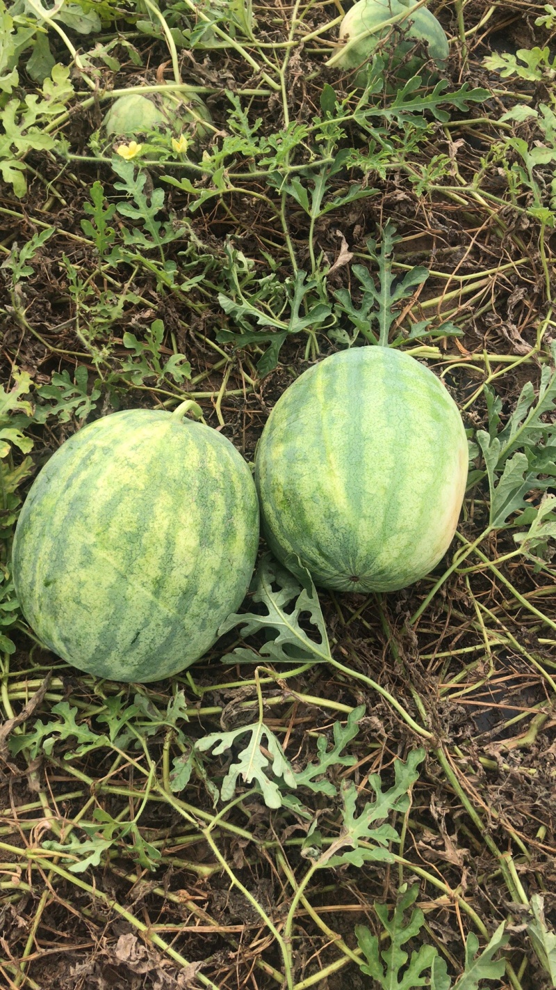 内蒙通辽本地打瓜