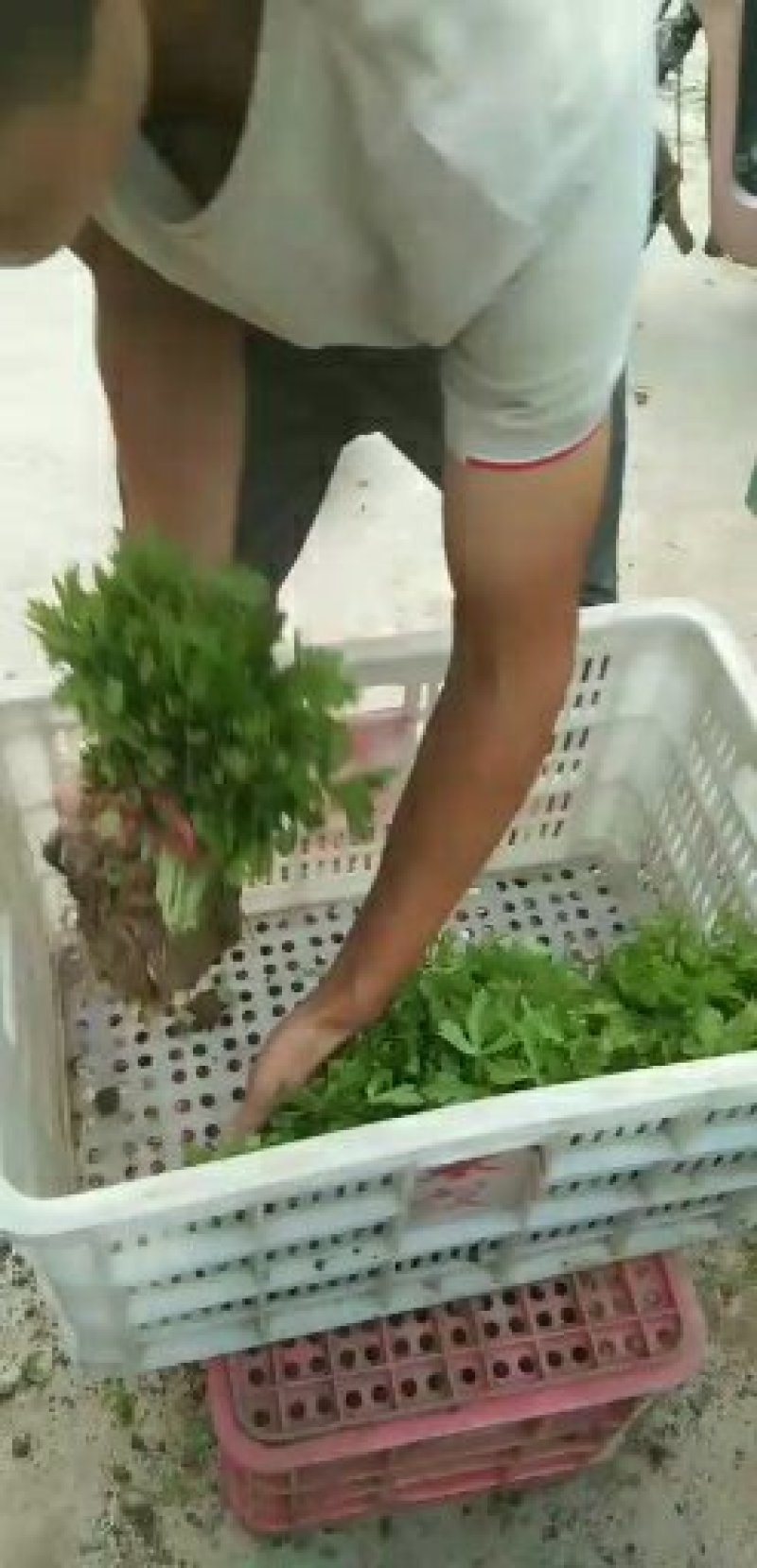 西芹菜苗