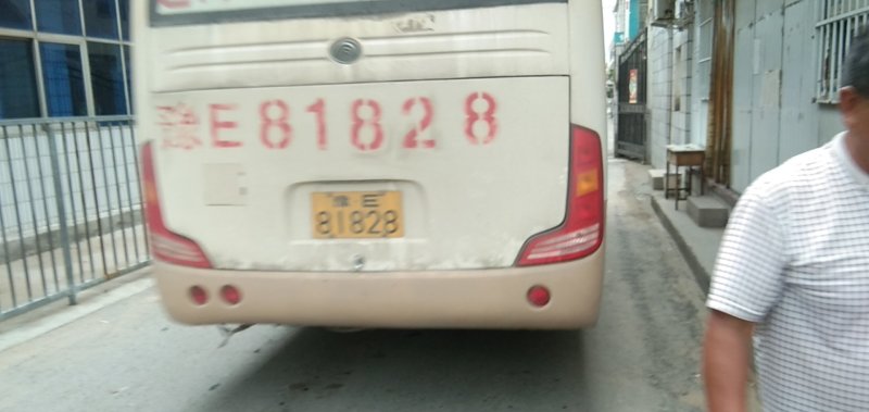 西芹菜苗
