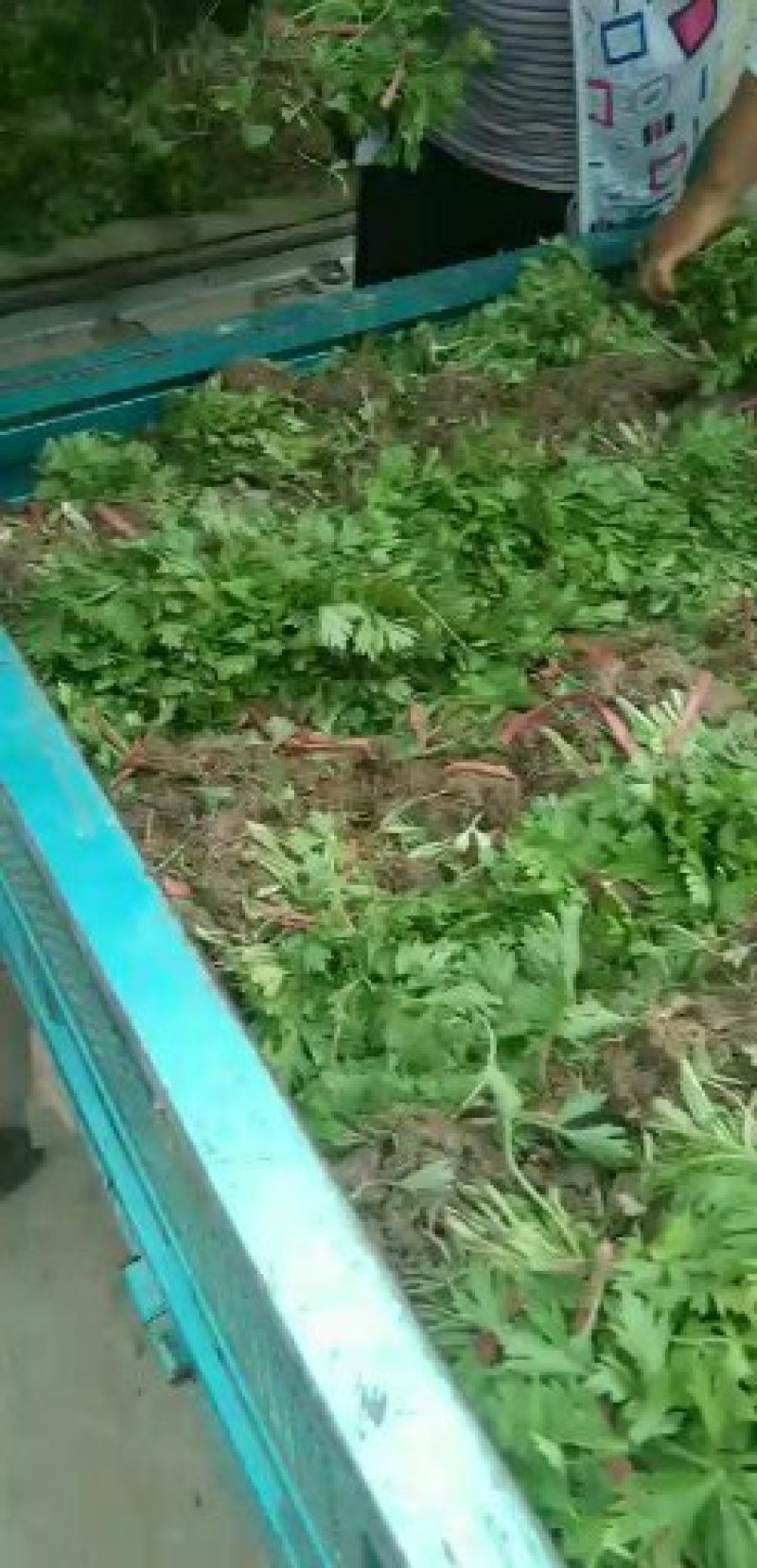 芹菜苗