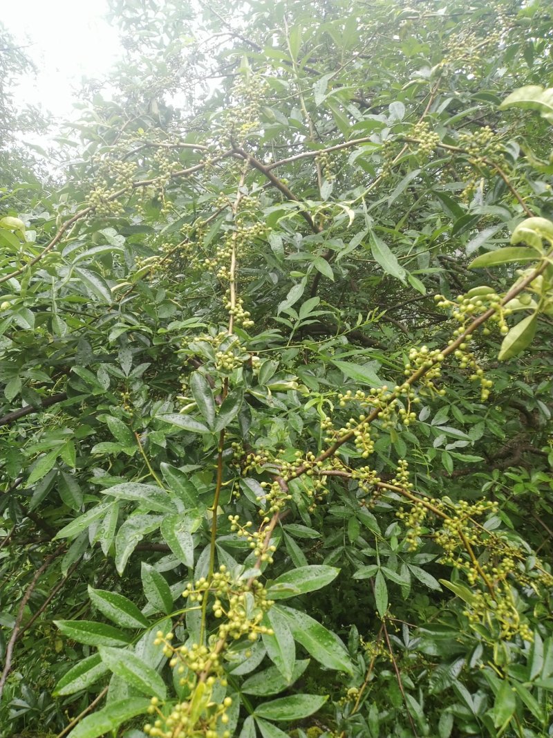 青花椒，麻椒，不打药。