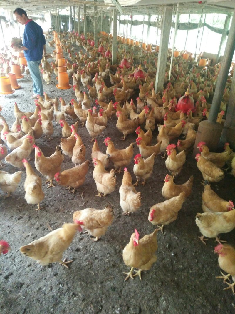 广西兴业县优质三黄鸡
