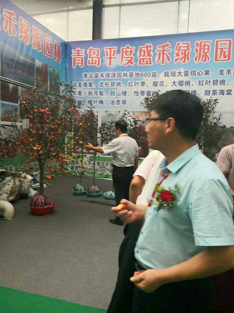 鸡心果