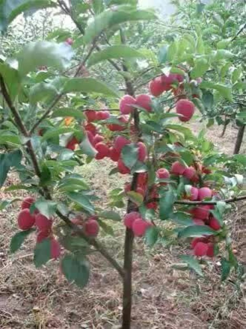 鸡心果