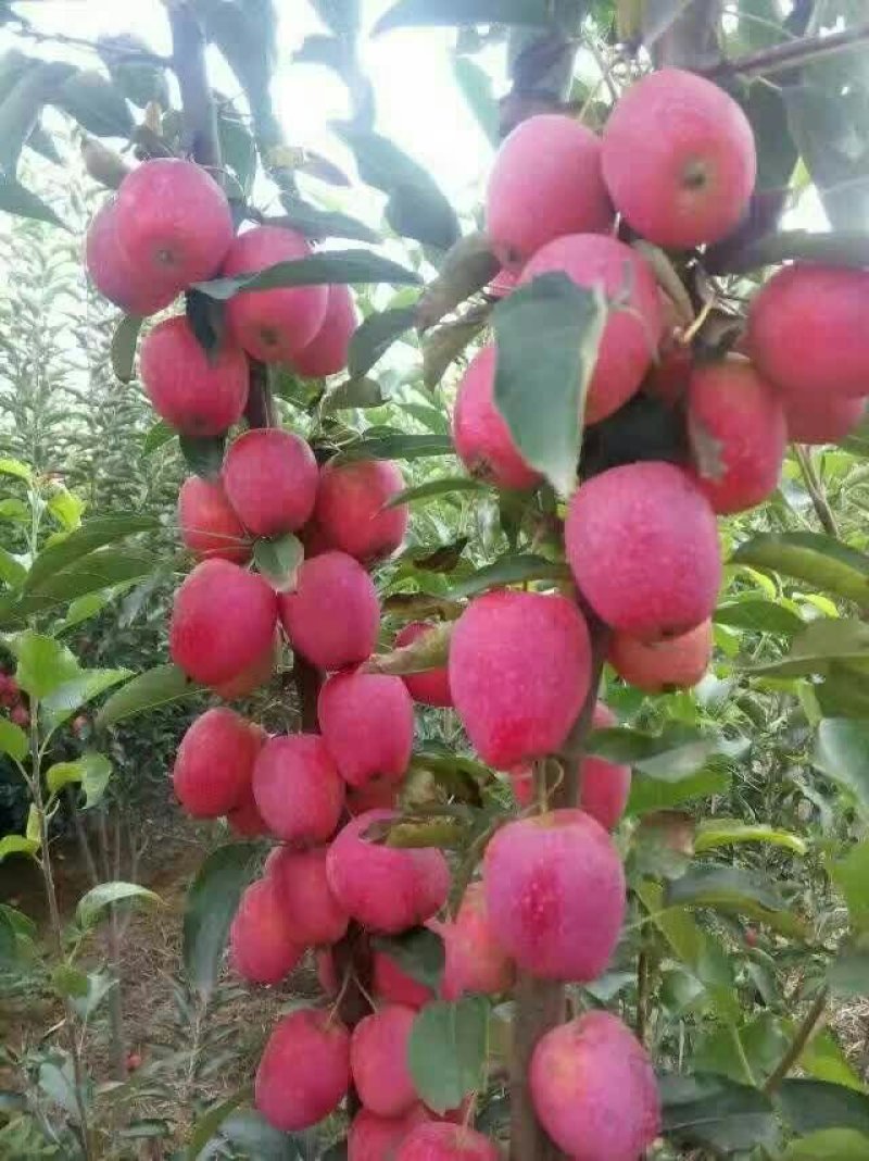 鸡心果