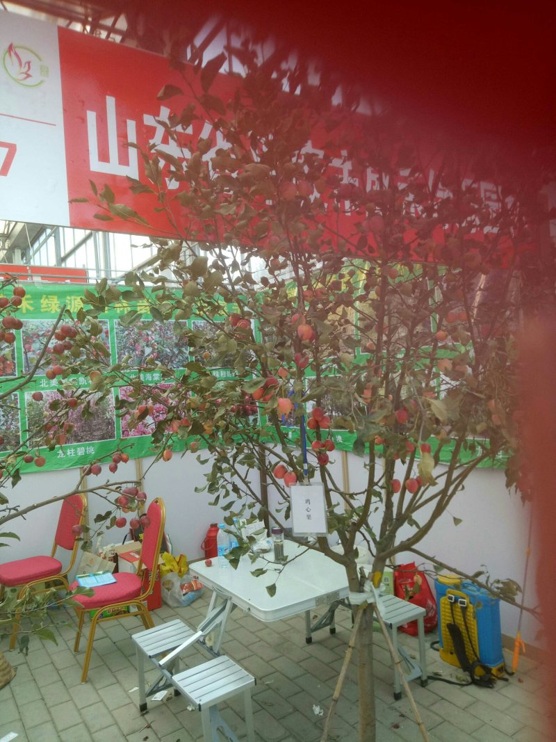 鸡心果