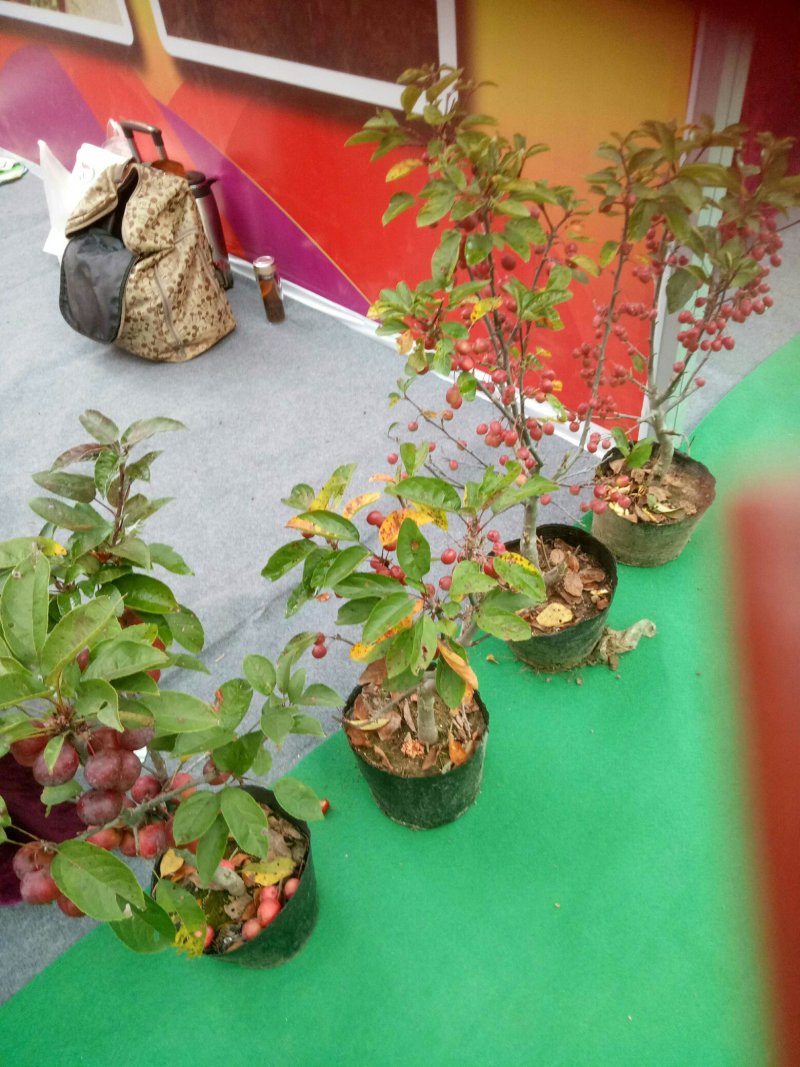鸡心果