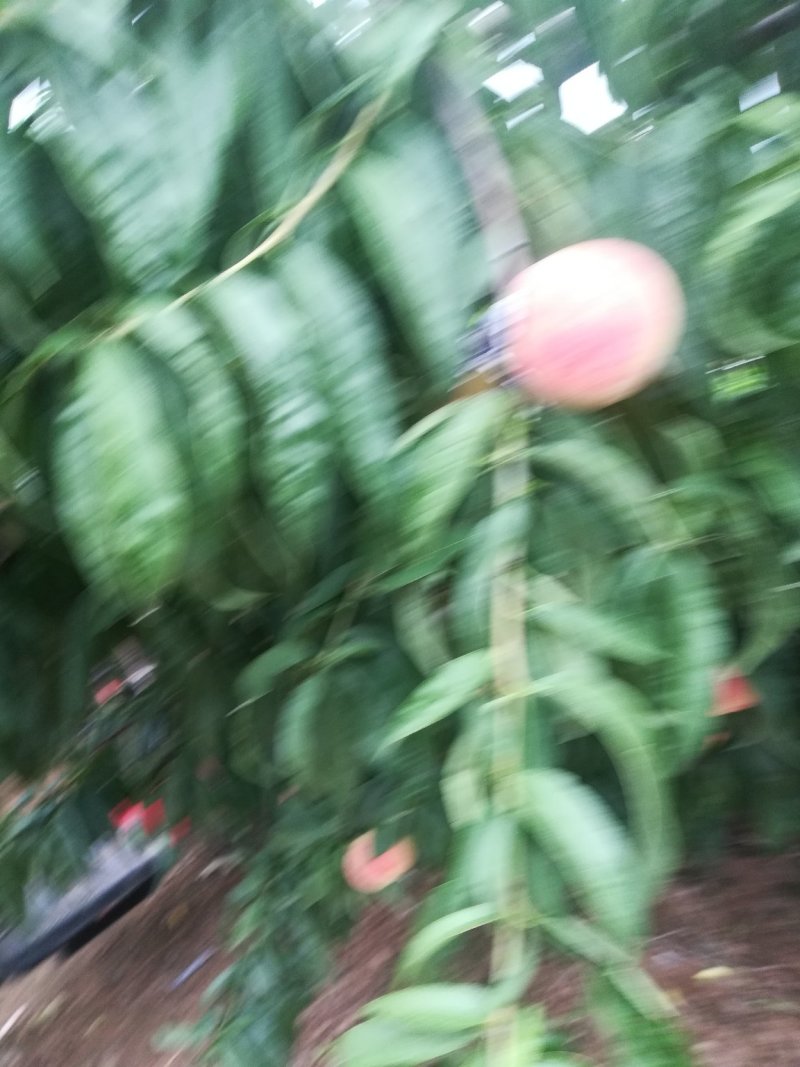 半斤起步