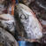 新鲜冷冻三文鱼头超大个6两-1斤/个30斤/件