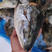 新鲜冷冻三文鱼头超大个6两-1斤/个30斤/件
