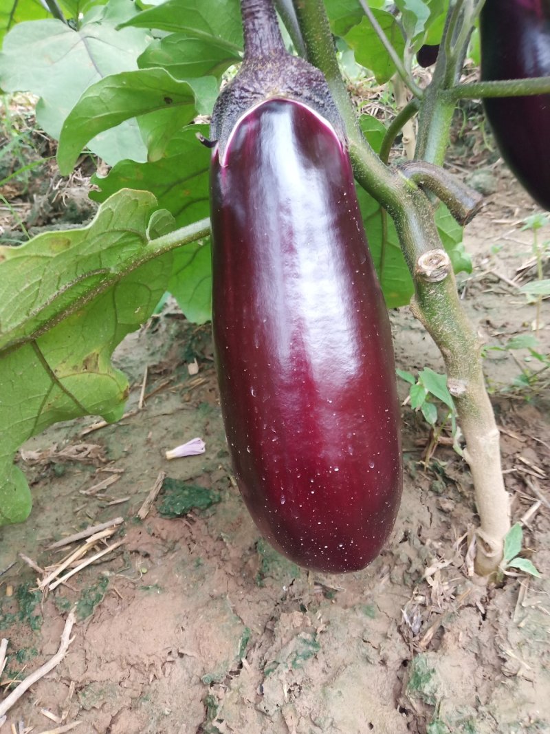 大量供应红长茄