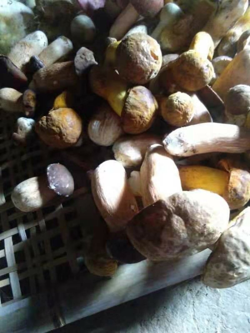 牛肝菌白牛肝菌