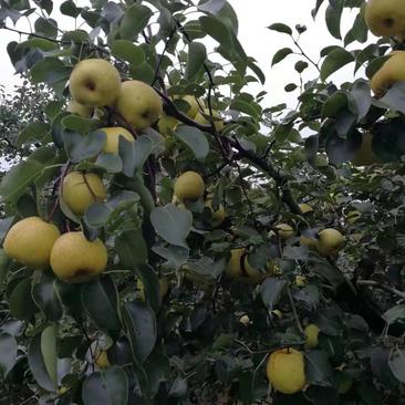 白酥梨大量出售，光果散装60年老树