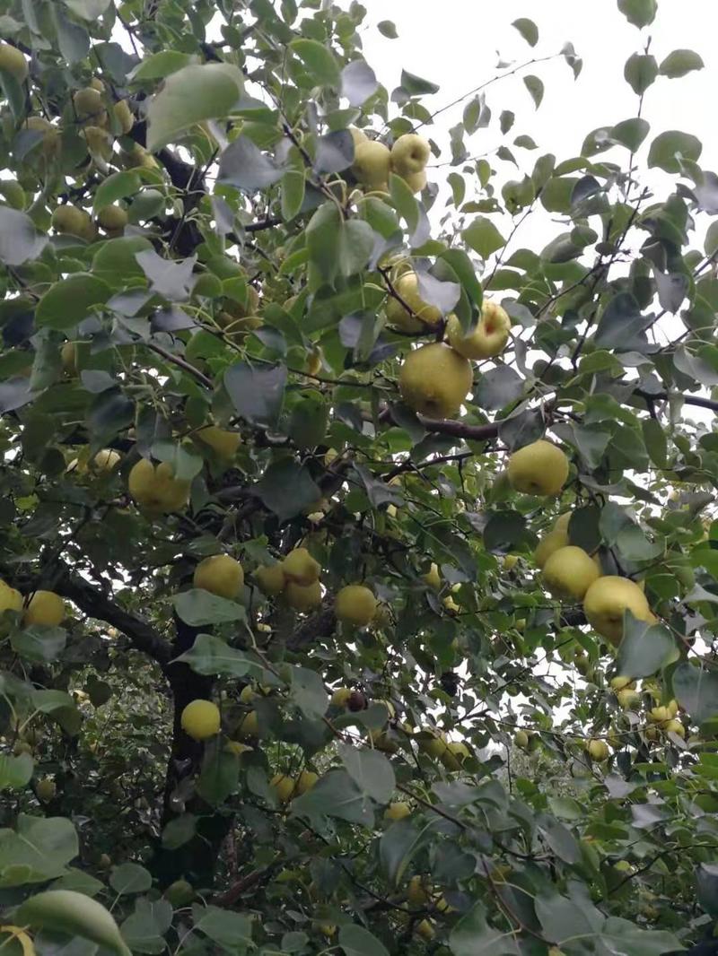 白酥梨大量出售，光果散装60年老树