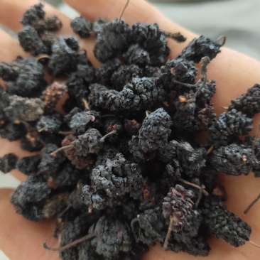 桑葚统货药用无杂质关书药业