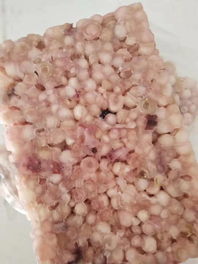 海灵菇鱿鱼