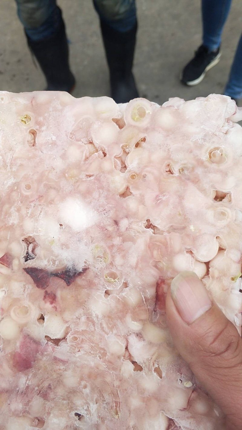 海灵菇鱿鱼
