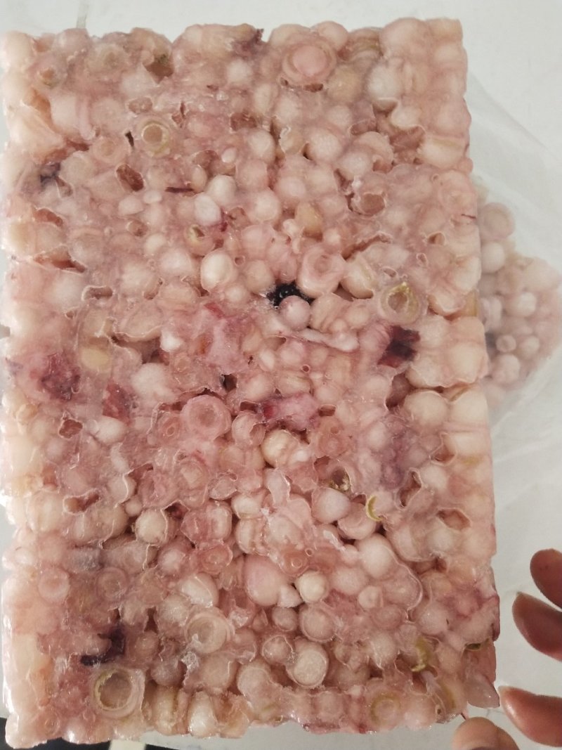 海灵菇鱿鱼