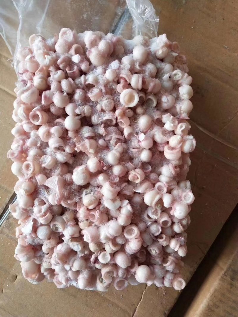 海灵菇鱿鱼