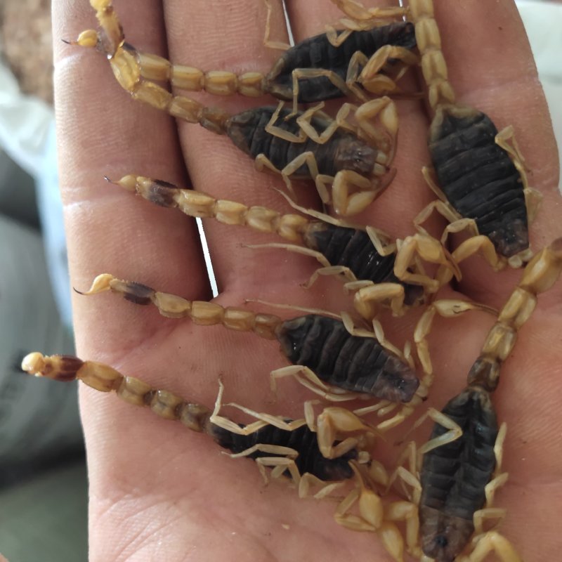 全蝎全虫淡盐新货肚瘪自己加工关书药业
