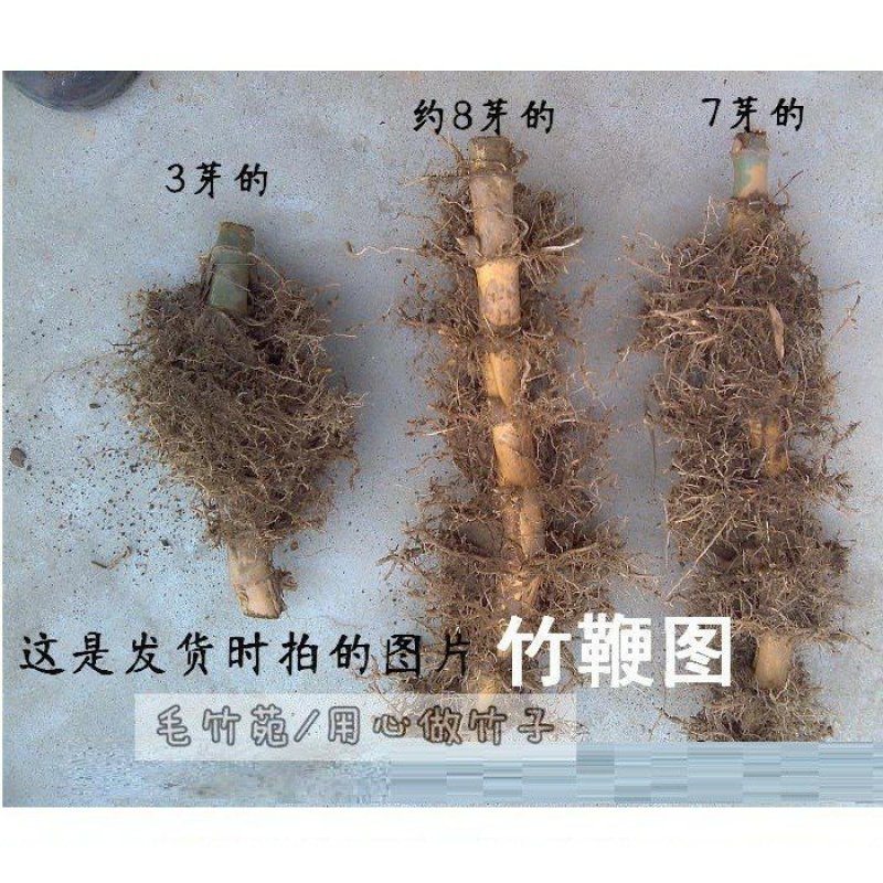 大型楠竹苗竹笋竹苗竹子苗毛竹苗种苗楠竹根8到10节以上