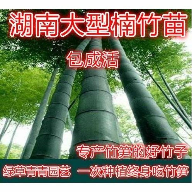 大型楠竹苗竹笋竹苗竹子苗毛竹苗种苗楠竹根8到10节以上