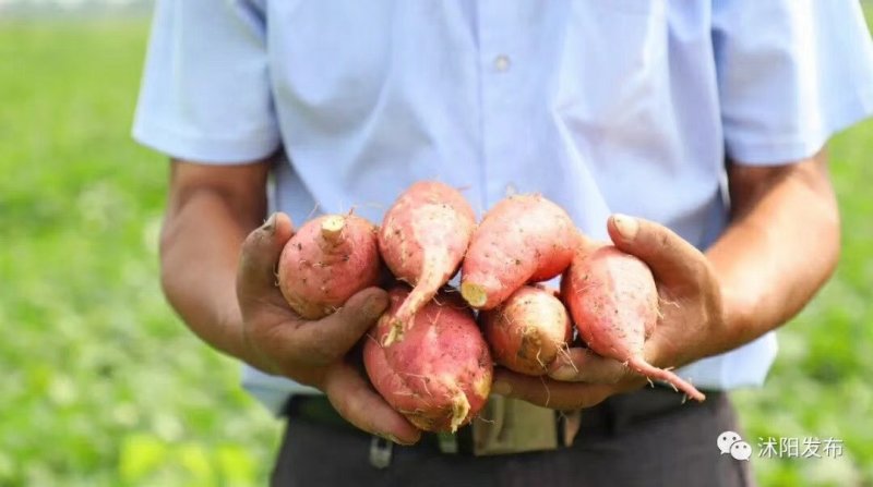 蜜薯基地烟薯25大量供应